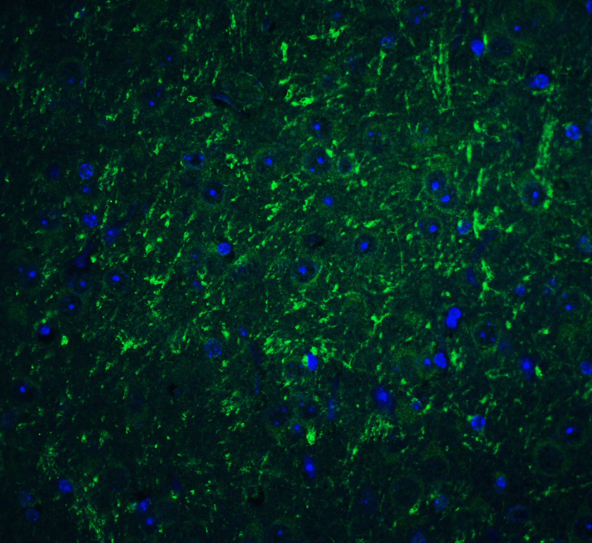 PD-L2/B7-DC/PDCD1LG2 Antibody - BSA Free