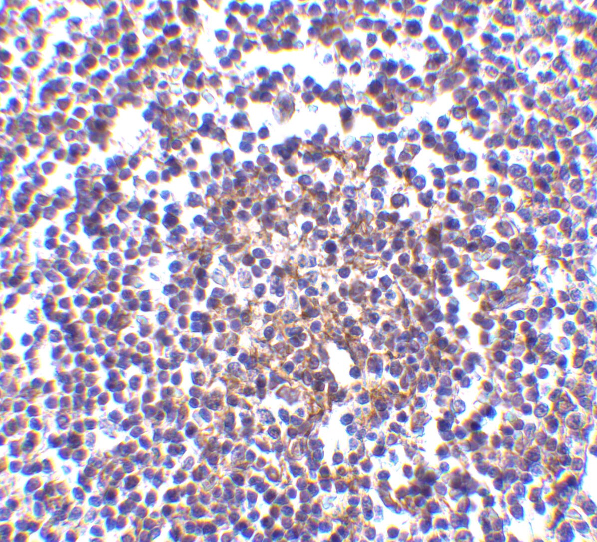 AVEN Antibody - BSA Free