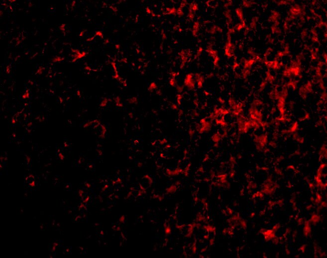 AVEN Antibody - BSA Free