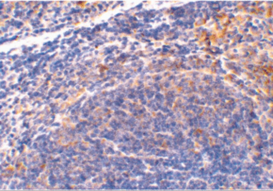 SMAC/Diablo Antibody - BSA Free
