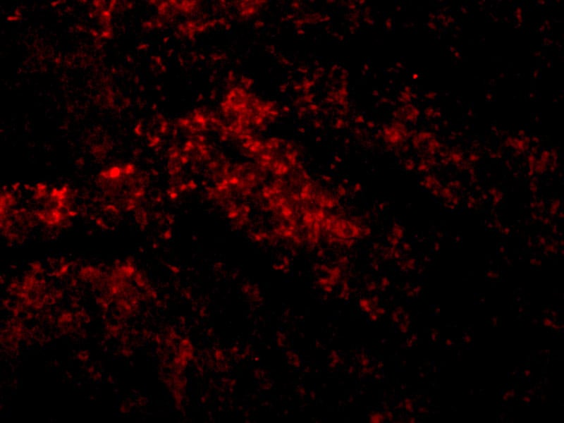 SMAC/Diablo Antibody - BSA Free