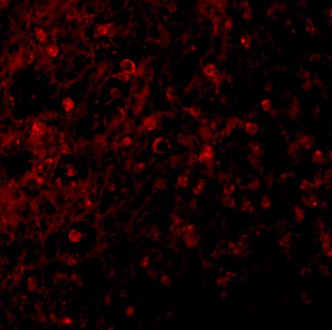 BCMA/TNFRSF17 Antibody - BSA Free