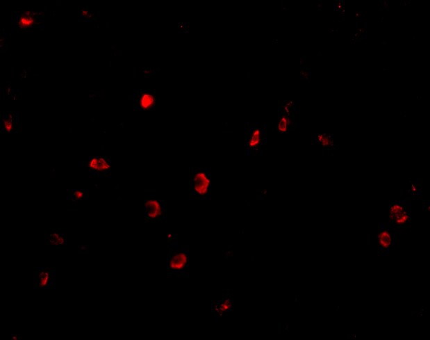 CD82/Kai-1 Antibody - BSA Free
