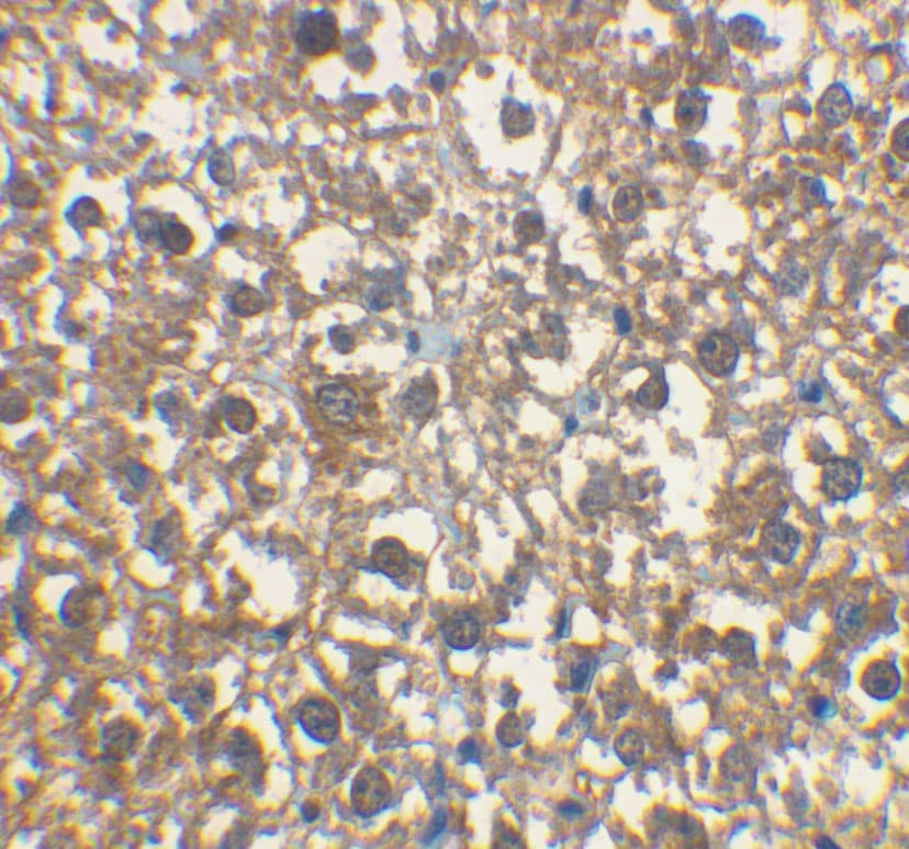 IRAK3 Antibody - BSA Free