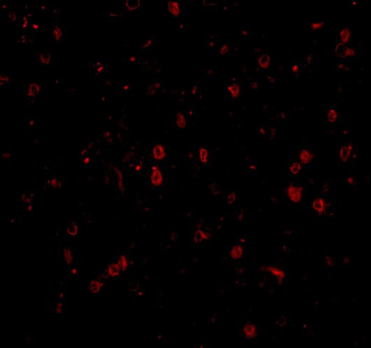 NPAS3 Antibody - BSA Free