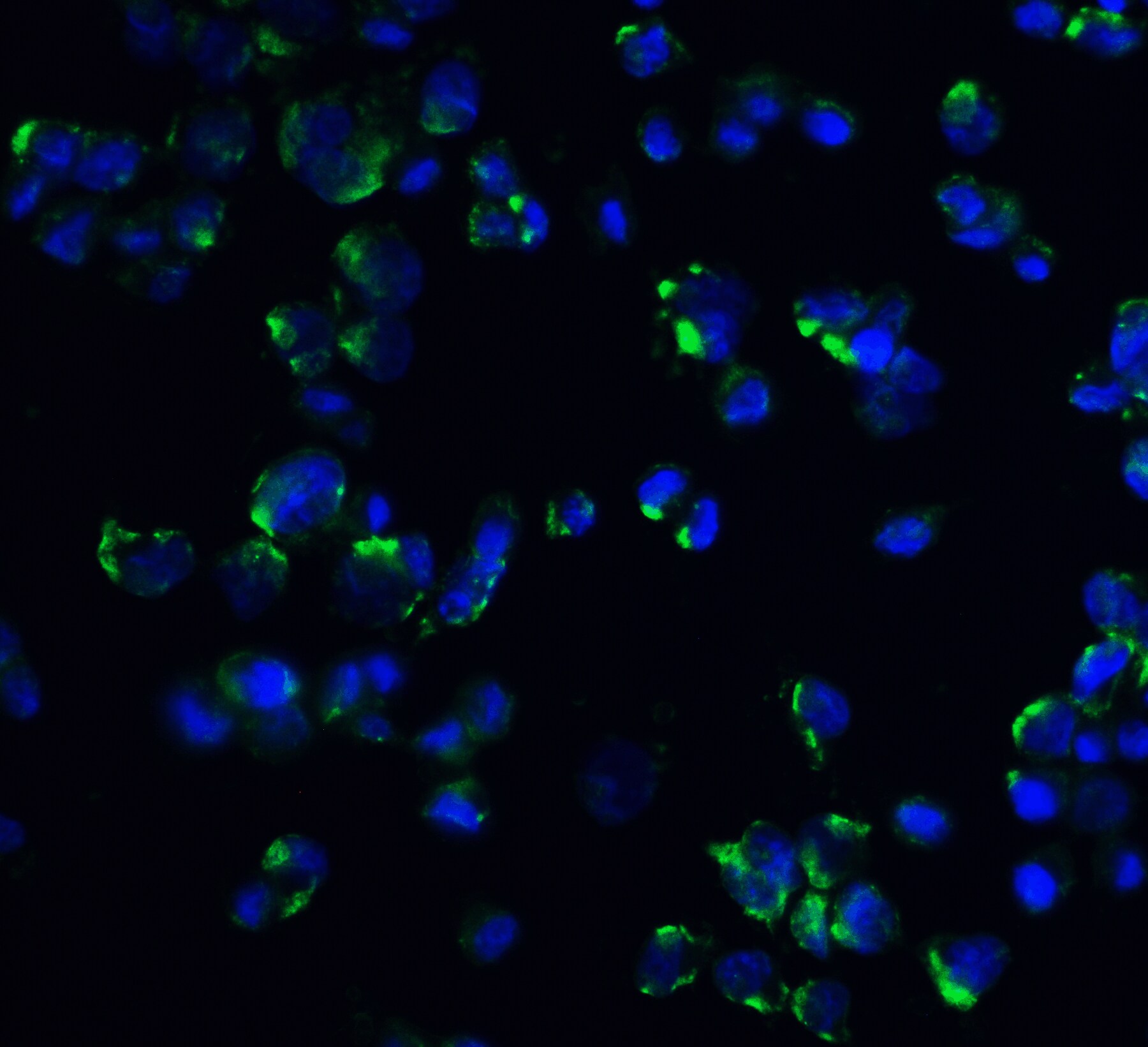 STIM1 Antibody - BSA Free