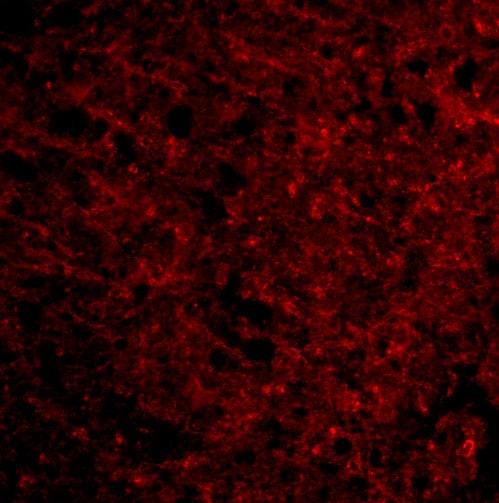 Presenilin-1 Antibody - BSA Free
