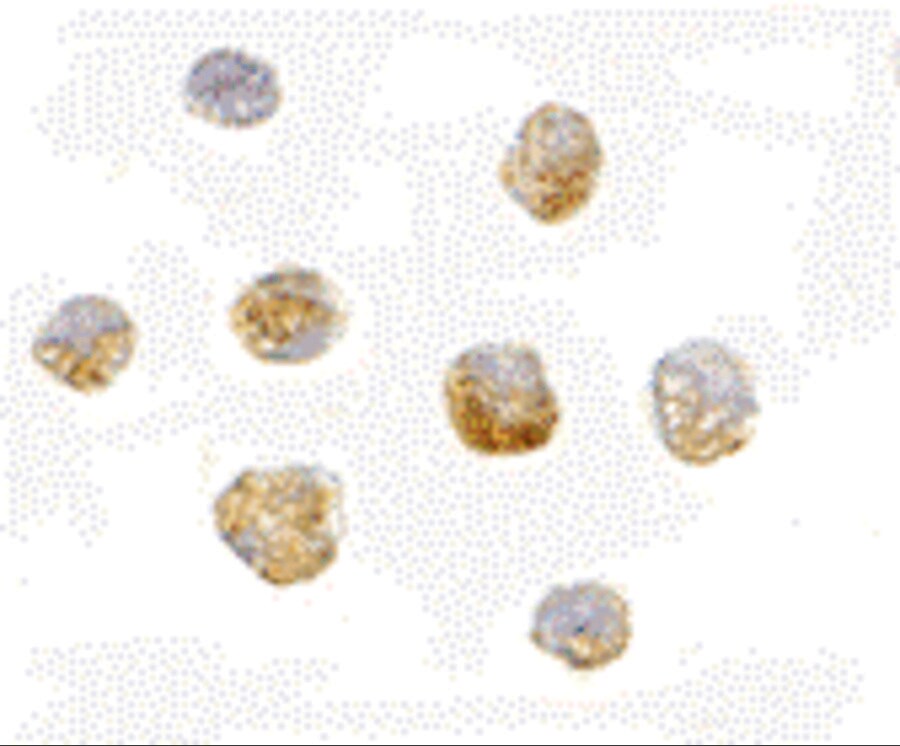 HUWE1 Antibody - BSA Free