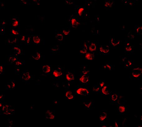 HUWE1 Antibody - BSA Free