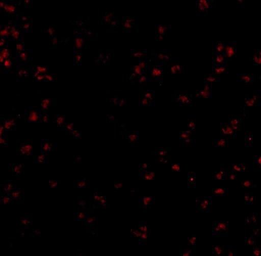 Bub1 Antibody - BSA Free