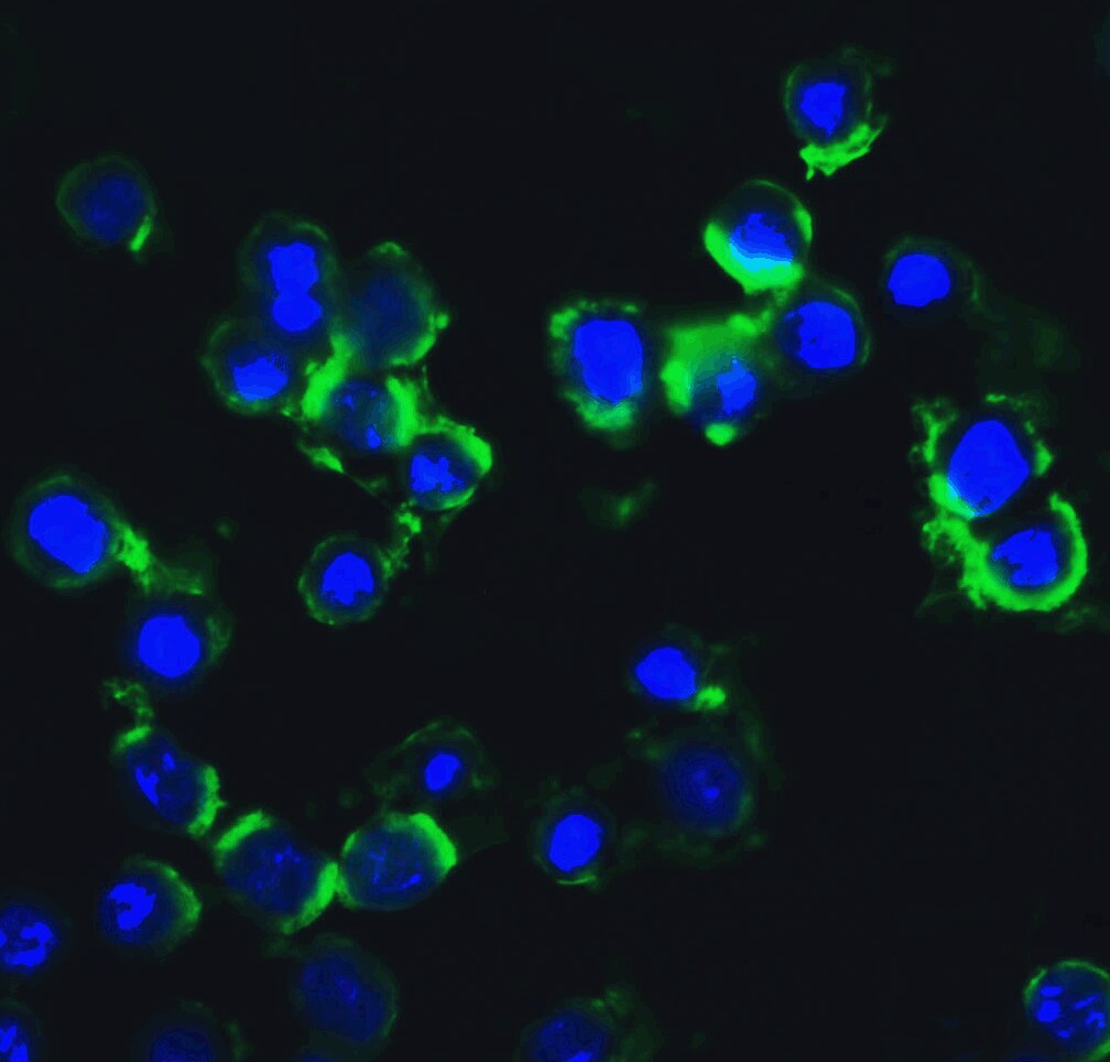 IKK epsilon/IKBKE Antibody - BSA Free