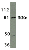 IKK epsilon/IKBKE Antibody - BSA Free