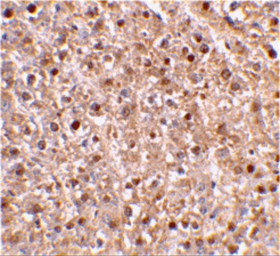 Caspase-12 Antibody - BSA Free