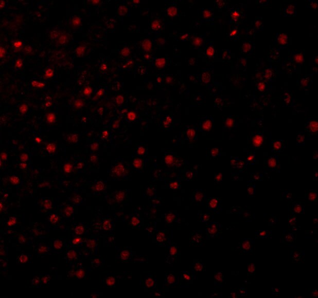 Caspase-12 Antibody - BSA Free