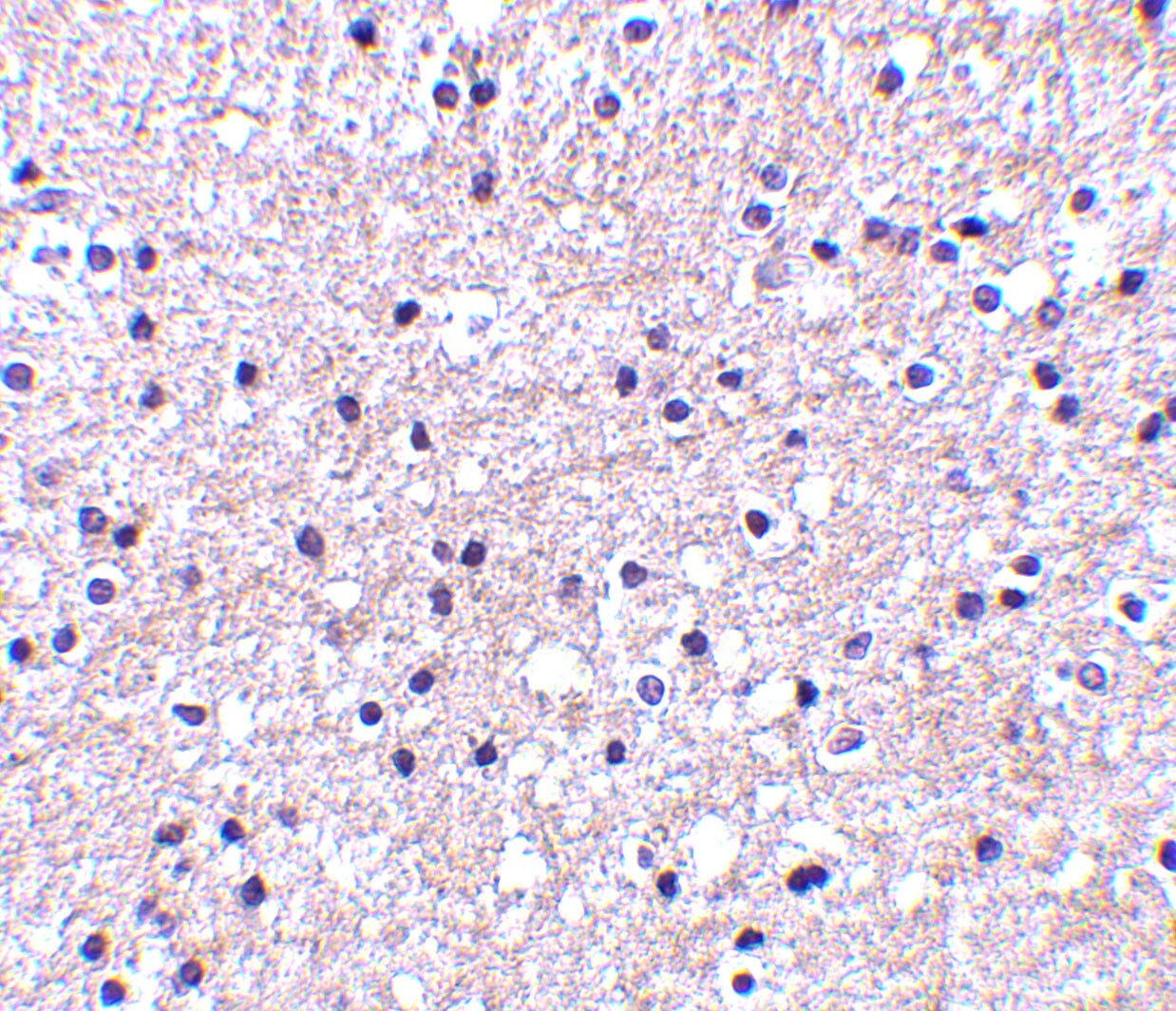 IER3 Antibody - BSA Free