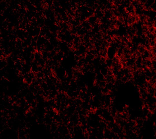 IER3 Antibody - BSA Free
