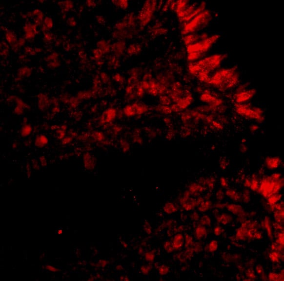 MICA Antibody - BSA Free