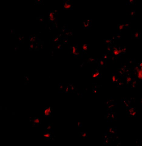 MORF4 Antibody - BSA Free