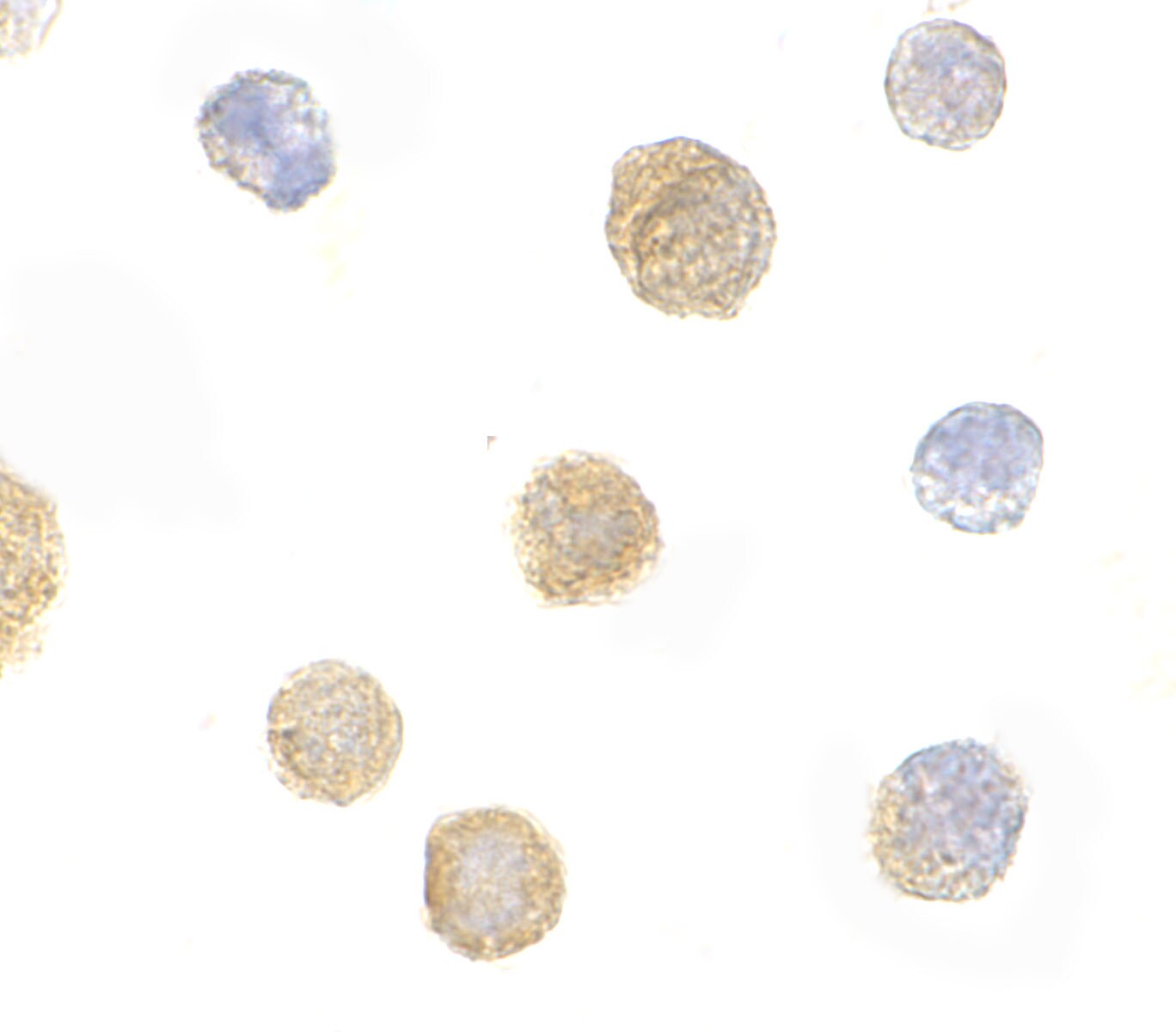 FYB/ADAP/SLAP130 Antibody - BSA Free