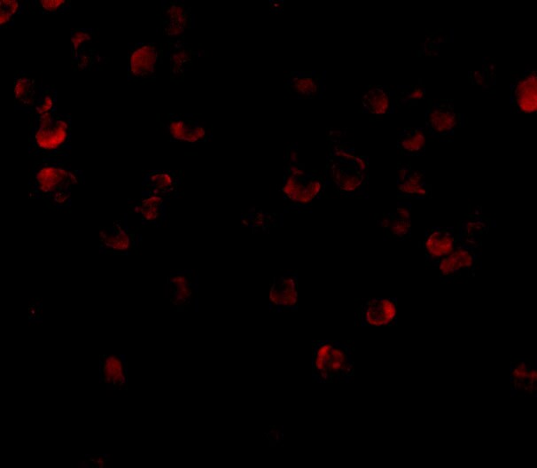 FYB/ADAP/SLAP130 Antibody - BSA Free