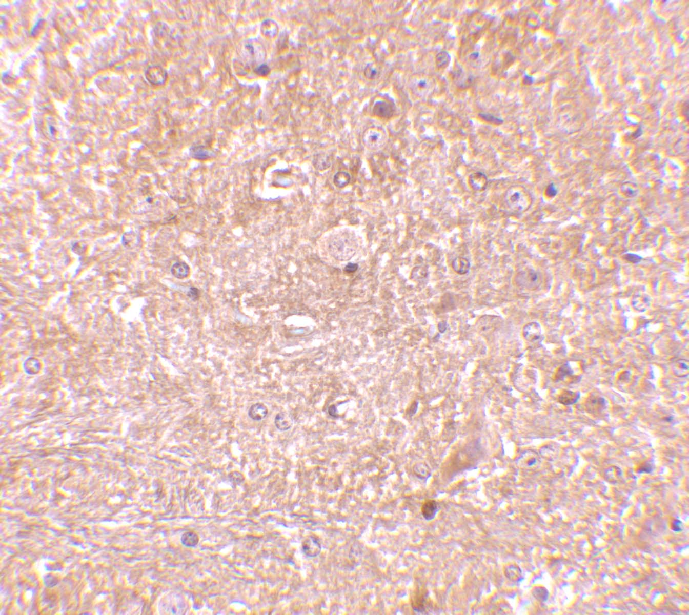 Caspase-13 Antibody - BSA Free