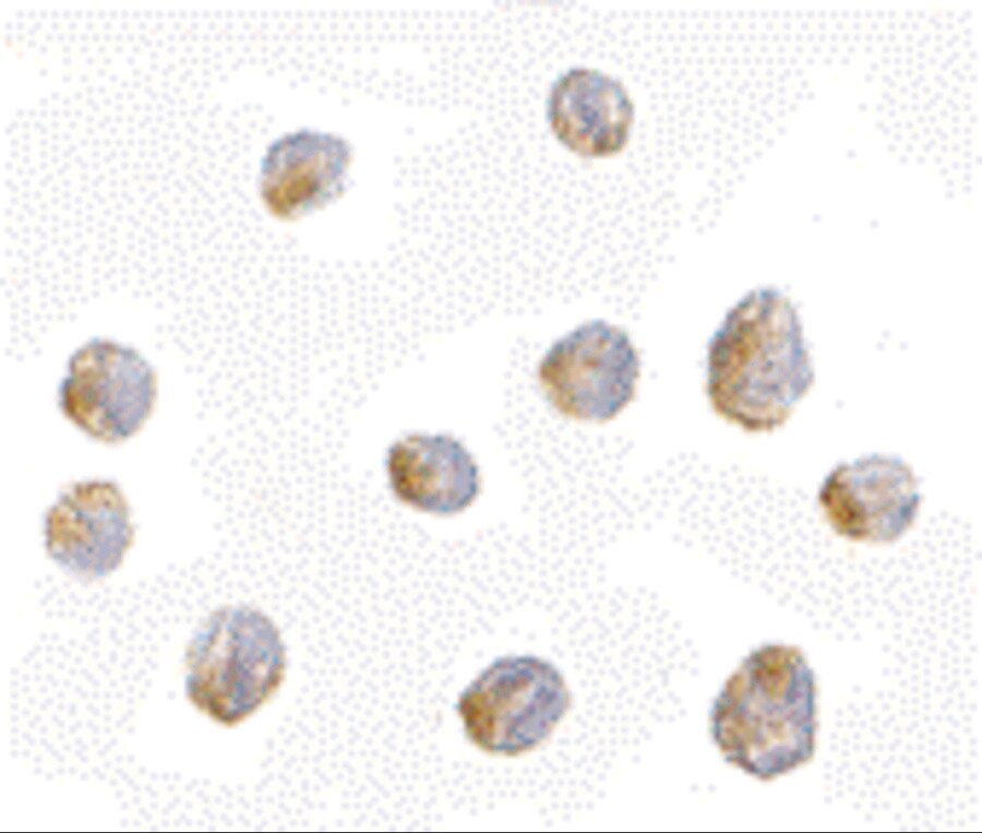 LIS1 Antibody - BSA Free