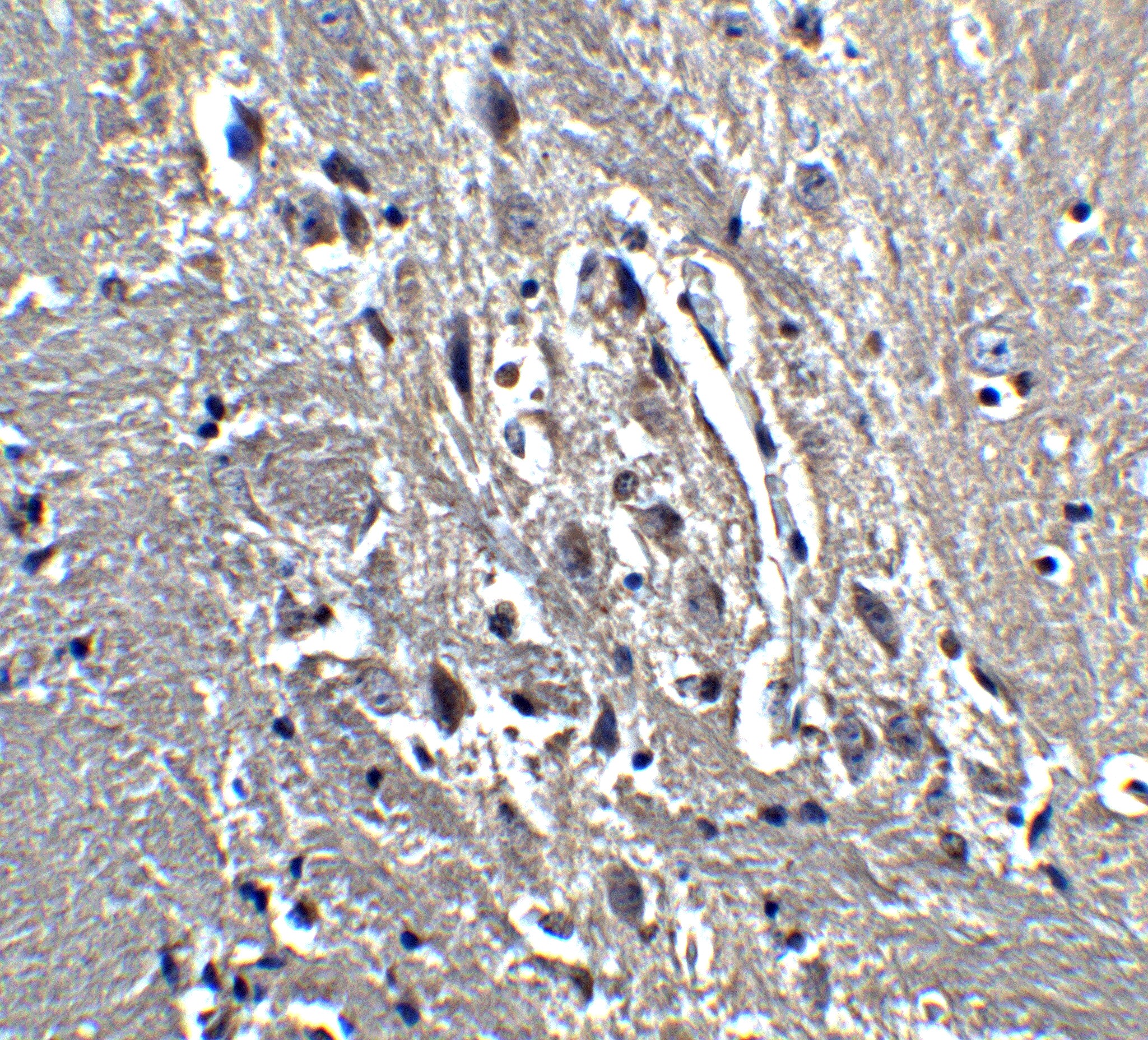 Kinesin 5A Antibody - BSA Free