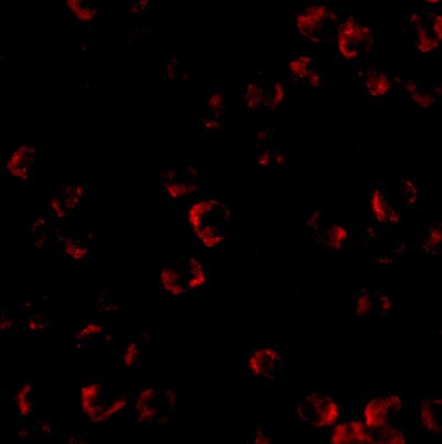 Kinesin 5A Antibody - BSA Free