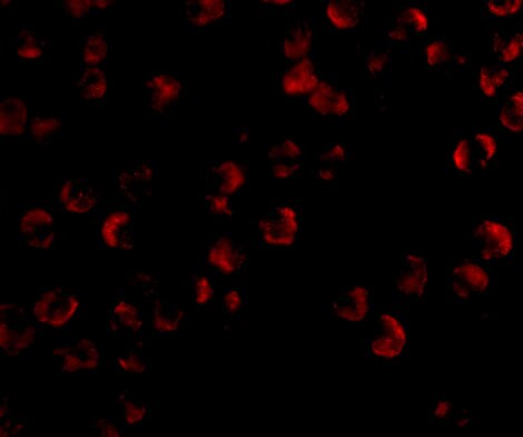 Kinesin 5A Antibody - BSA Free