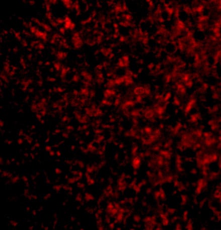 STEAP3/TSAP6 Antibody - BSA Free