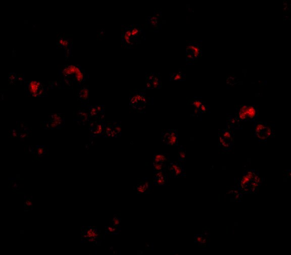 TRIM25 Antibody - BSA Free