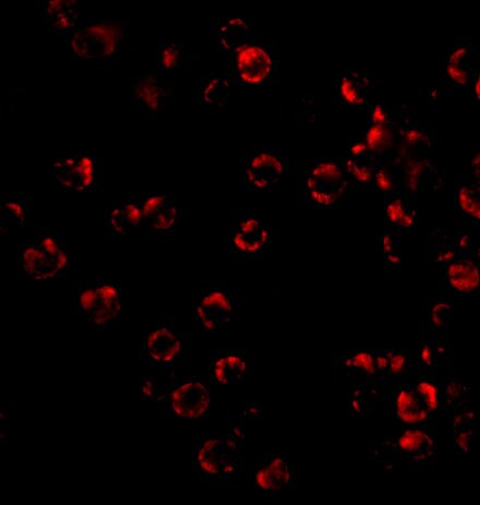 TRIM25 Antibody - BSA Free