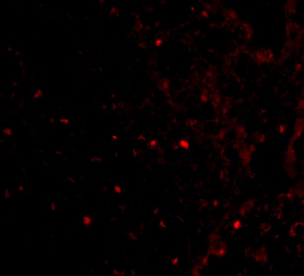 RAP80 Antibody - BSA Free