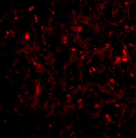 RAP80 Antibody - BSA Free