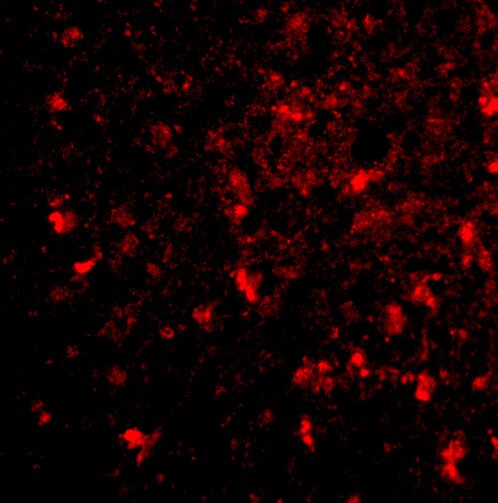BRE Antibody - BSA Free