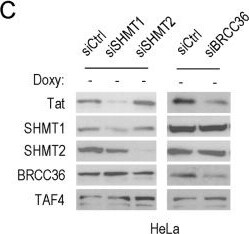 BRCC3 Antibody - BSA Free
