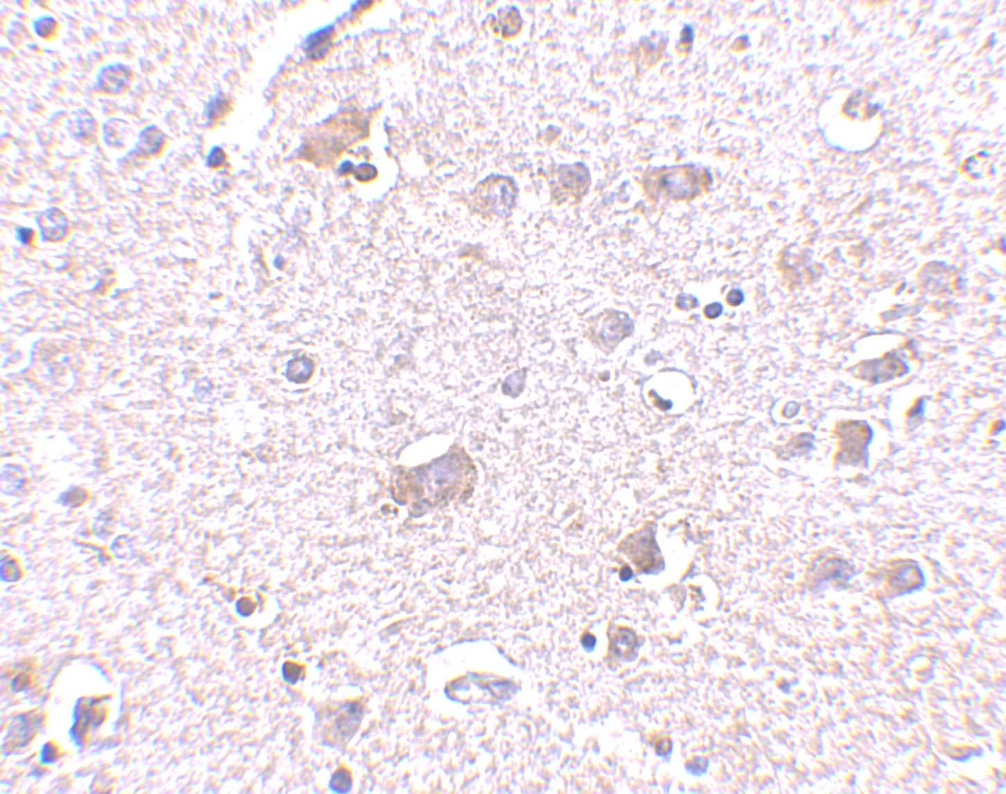 CDNF Antibody - BSA Free