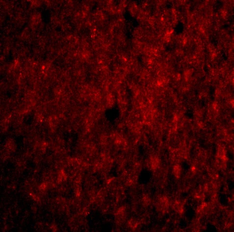 CDNF Antibody - BSA Free