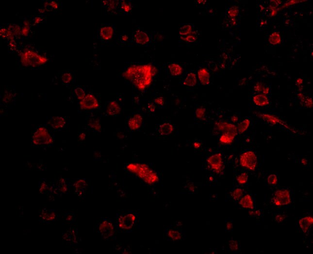 MANF Antibody - BSA Free