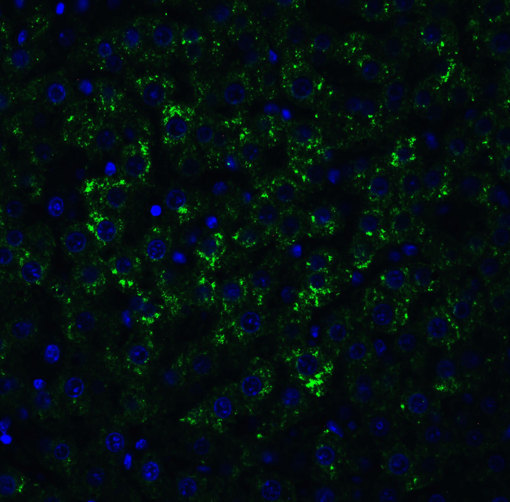 MANF Antibody - BSA Free