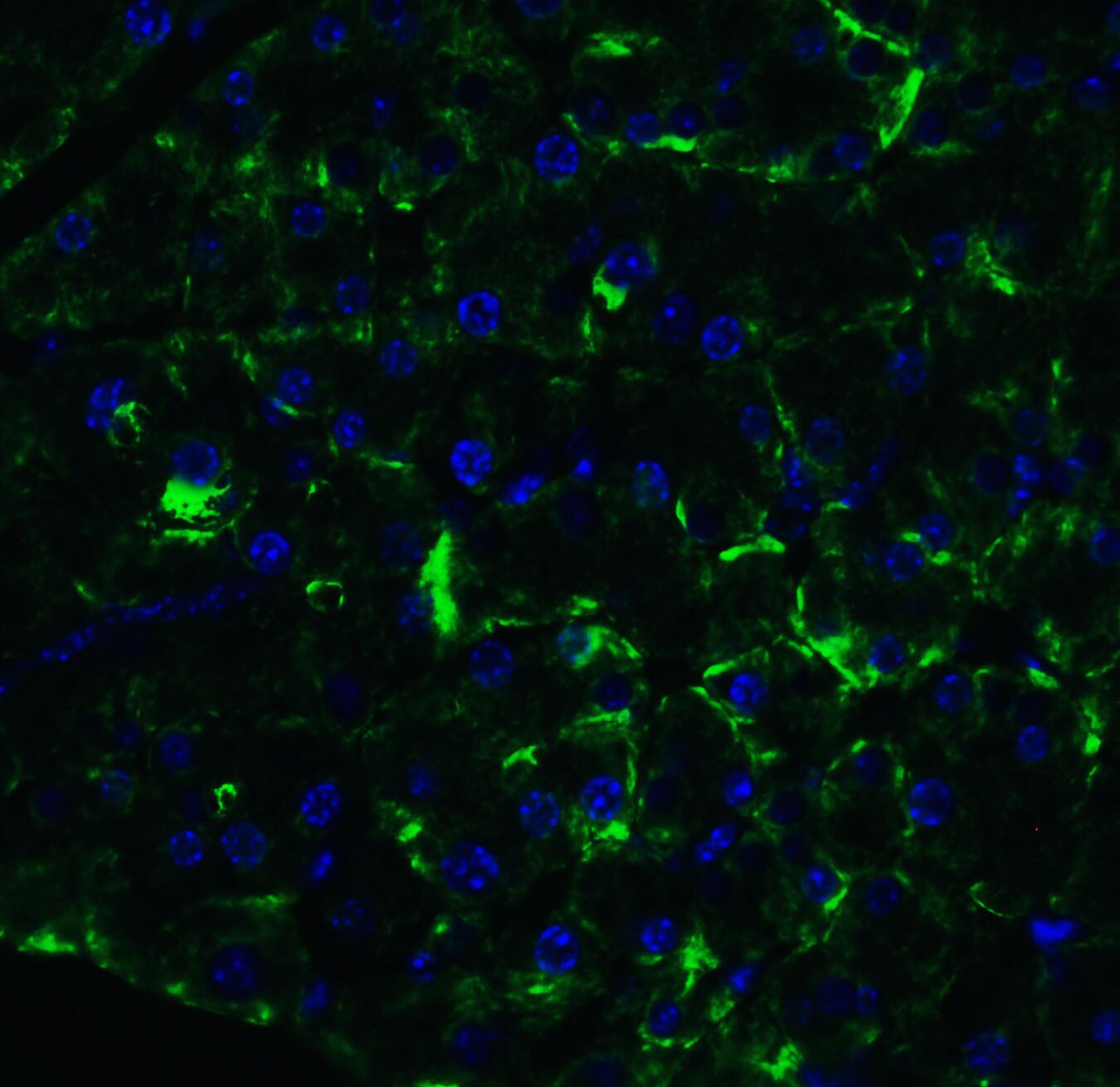 MANF Antibody - BSA Free