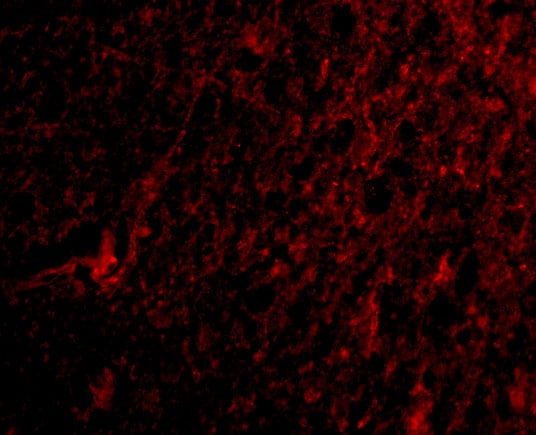 MANF Antibody - BSA Free