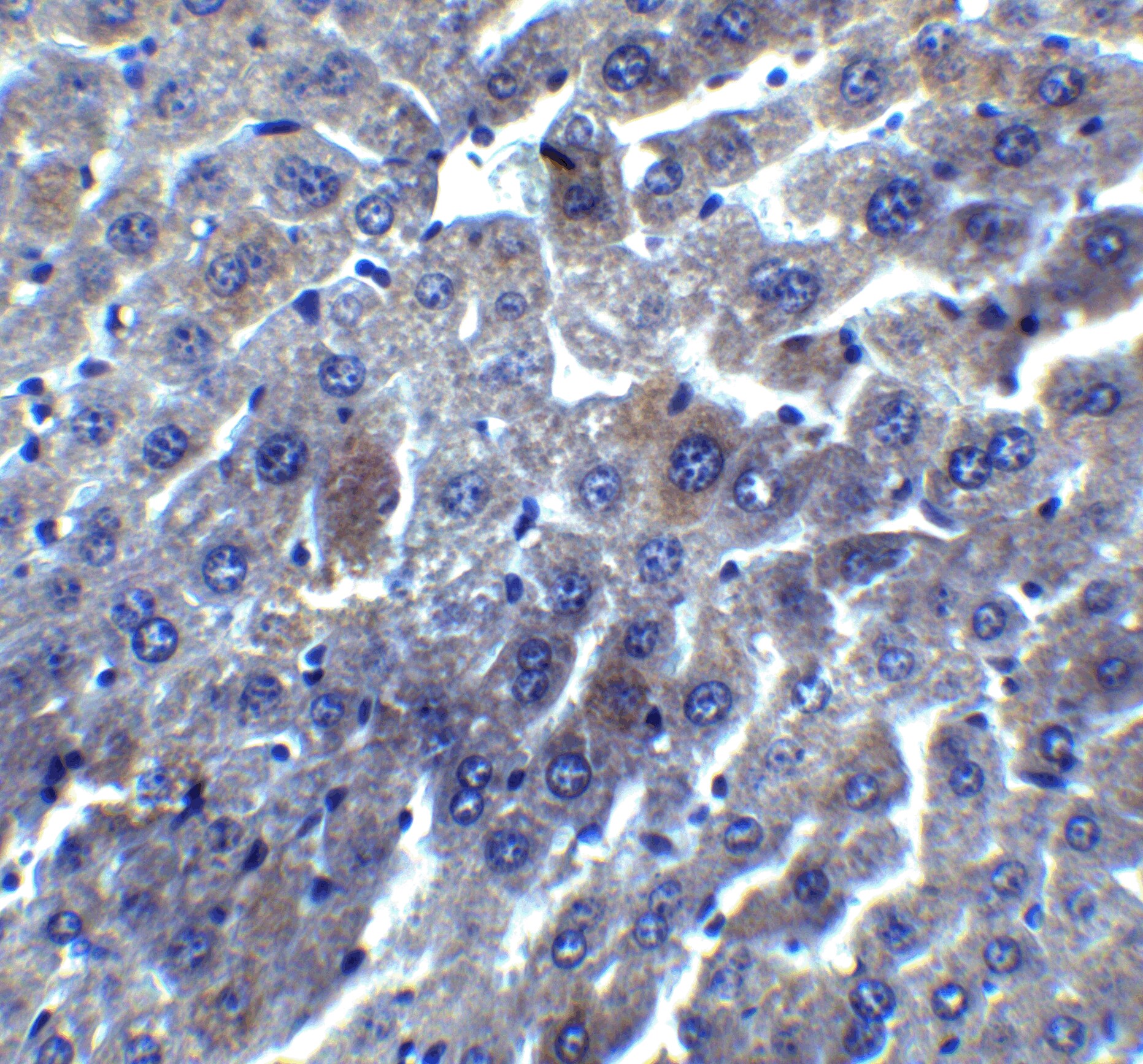 RYBP/DEDAF Antibody - BSA Free