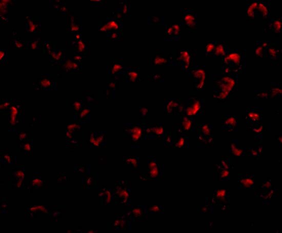 RYBP/DEDAF Antibody - BSA Free