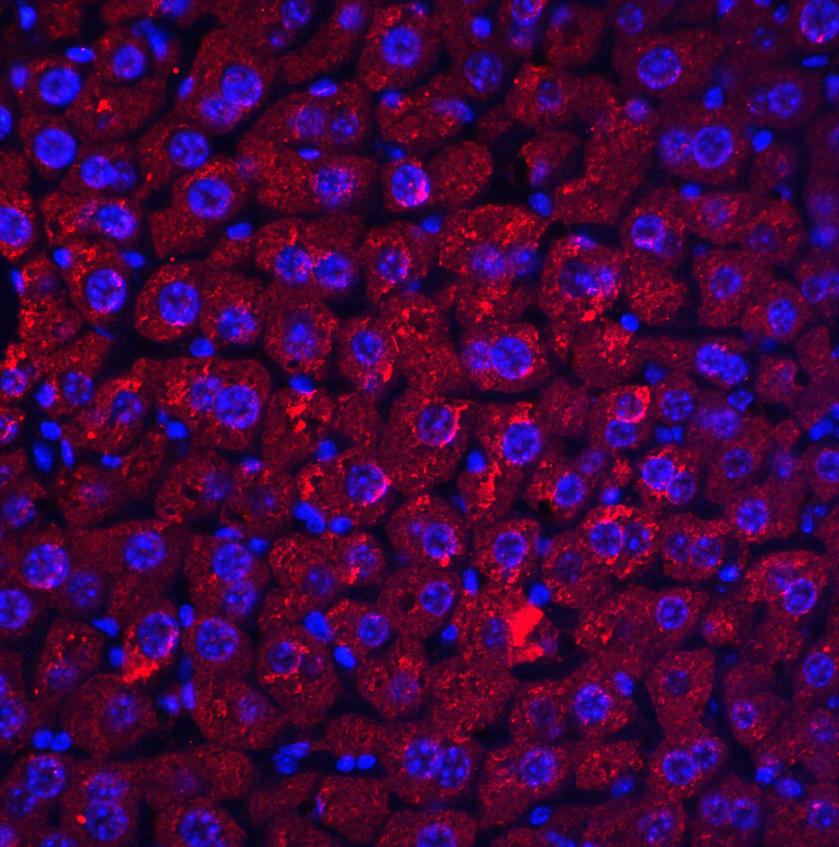 RYBP/DEDAF Antibody - BSA Free