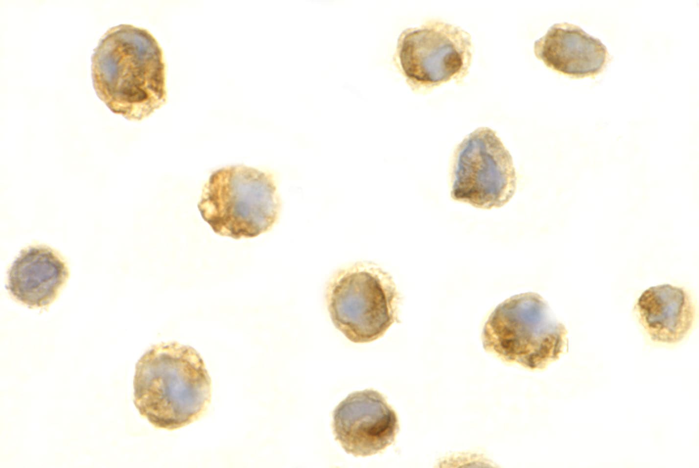 BAFF/BLyS/TNFSF13B Antibody - BSA Free