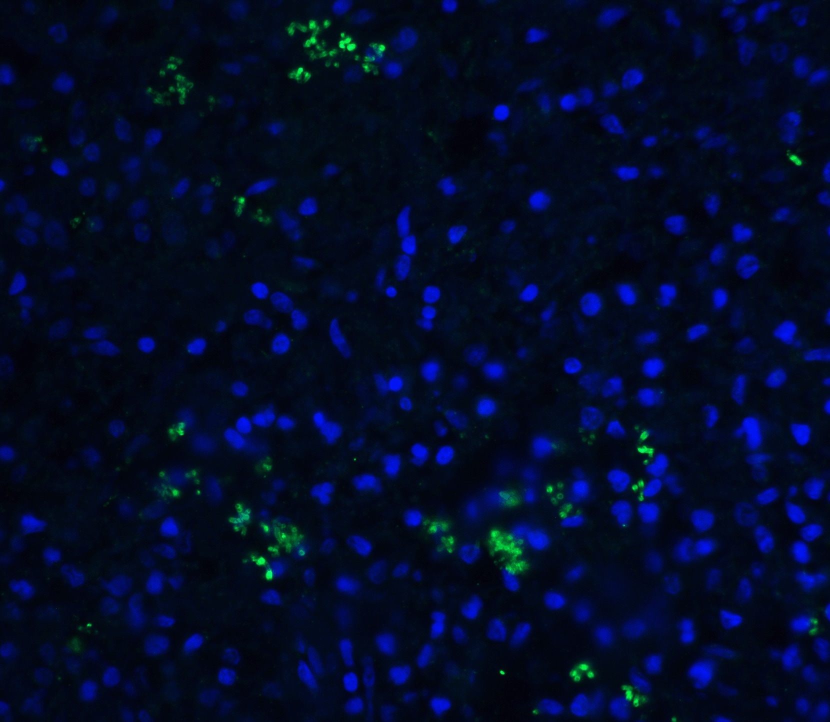 BAFF/BLyS/TNFSF13B Antibody - BSA Free