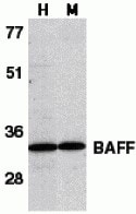 BAFF/BLyS/TNFSF13B Antibody - BSA Free