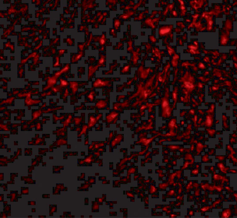 TEM5/GPR124 Antibody - BSA Free