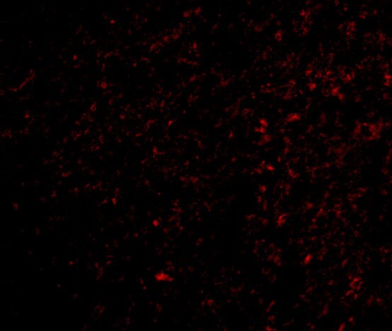 FNBP1L Antibody - BSA Free